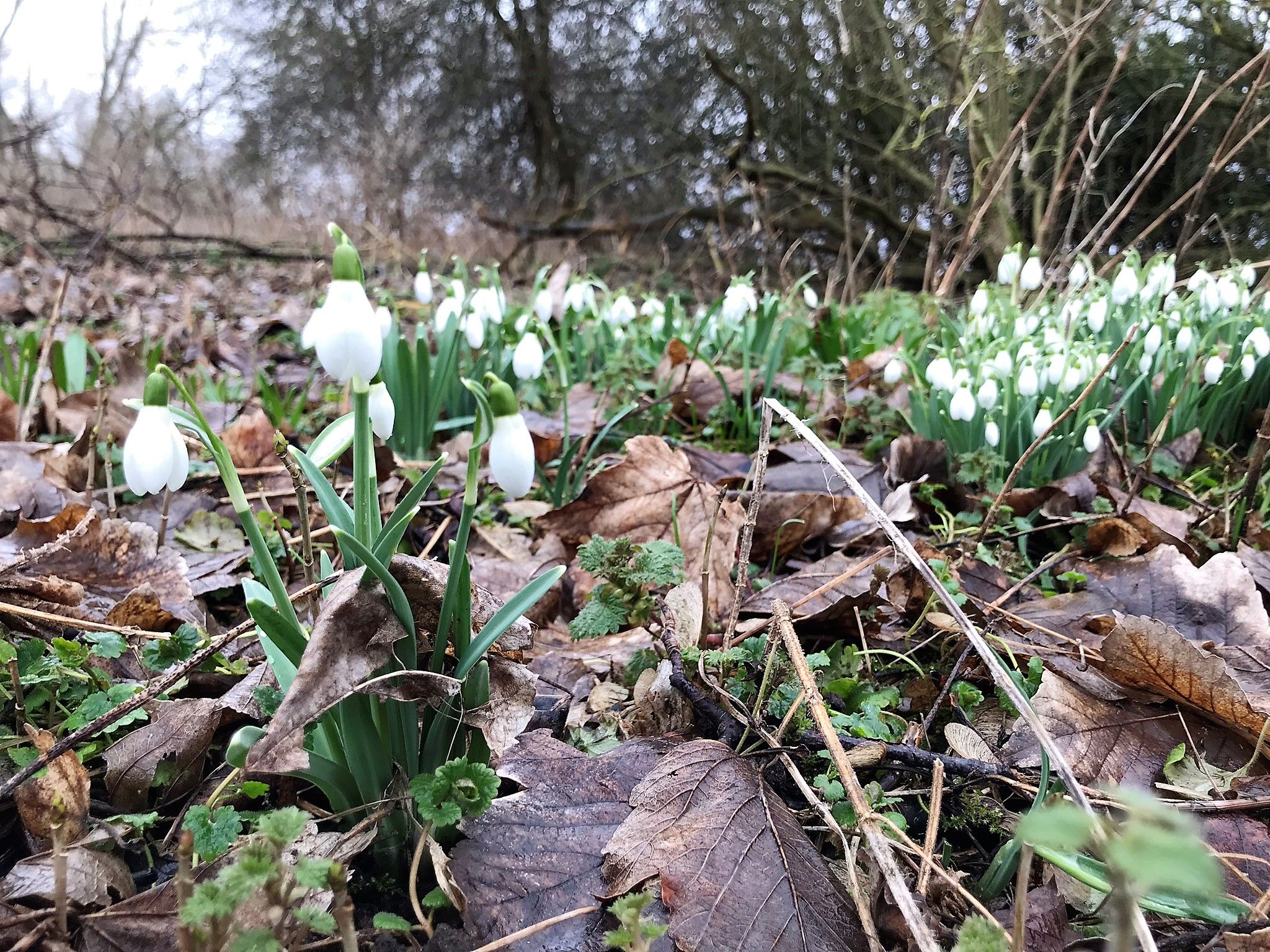 snowdrops at leybourne lakes